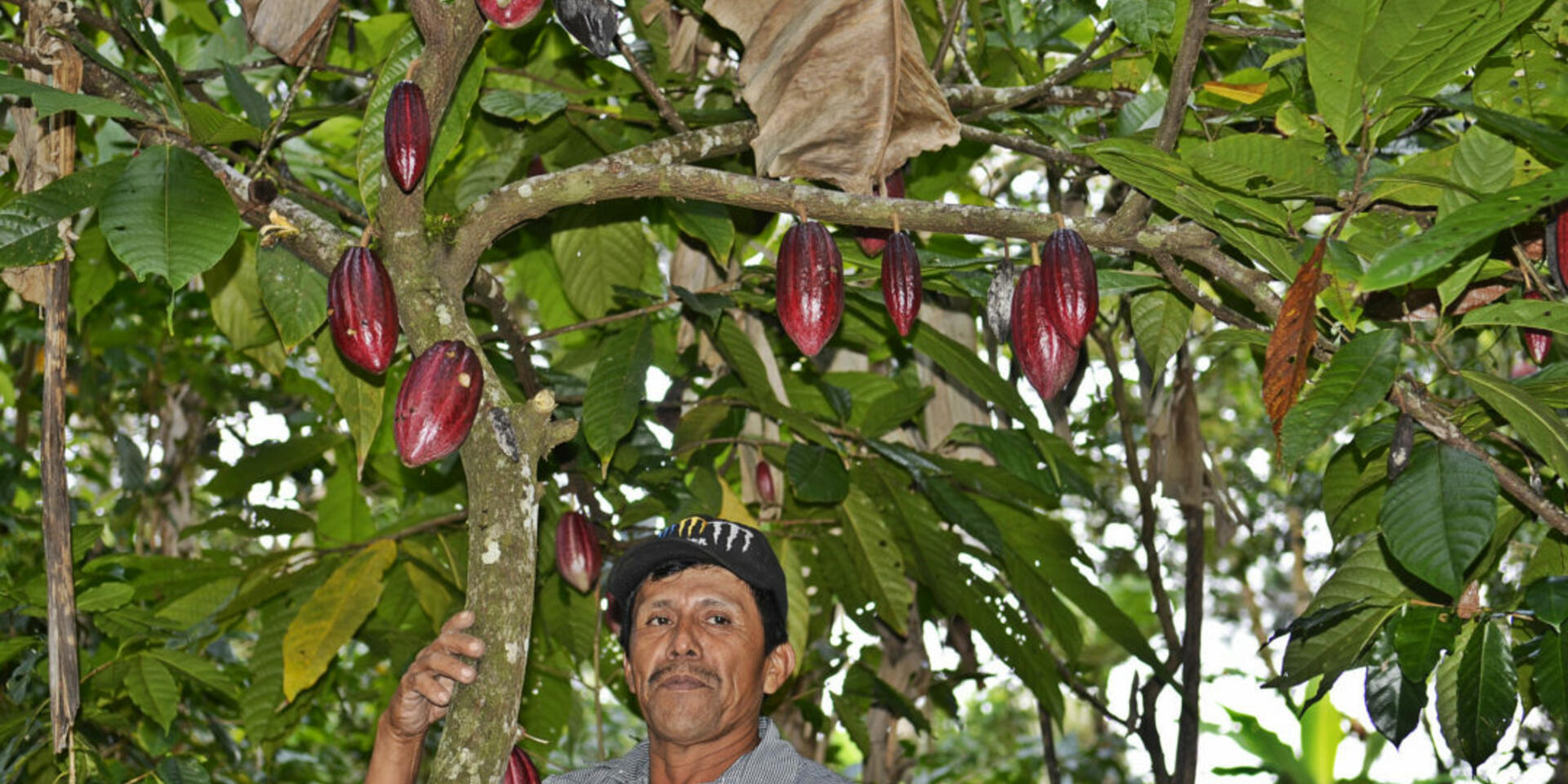 Simple steps to climate-proof farms have big potential upside for tropical farmers