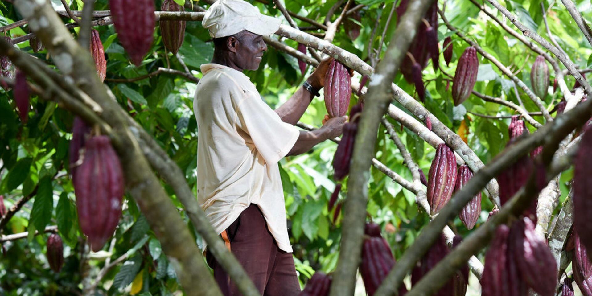 New study: In Colombia, cacao isn&rsquo;t causing significant deforestation but could help reduce forest loss and conflict