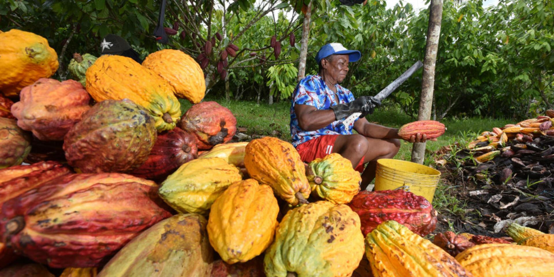 Proyecto de investigaci&oacute;n regional busca impulsar desarrollo del cacao para seguir compitiendo en el mercado europeo