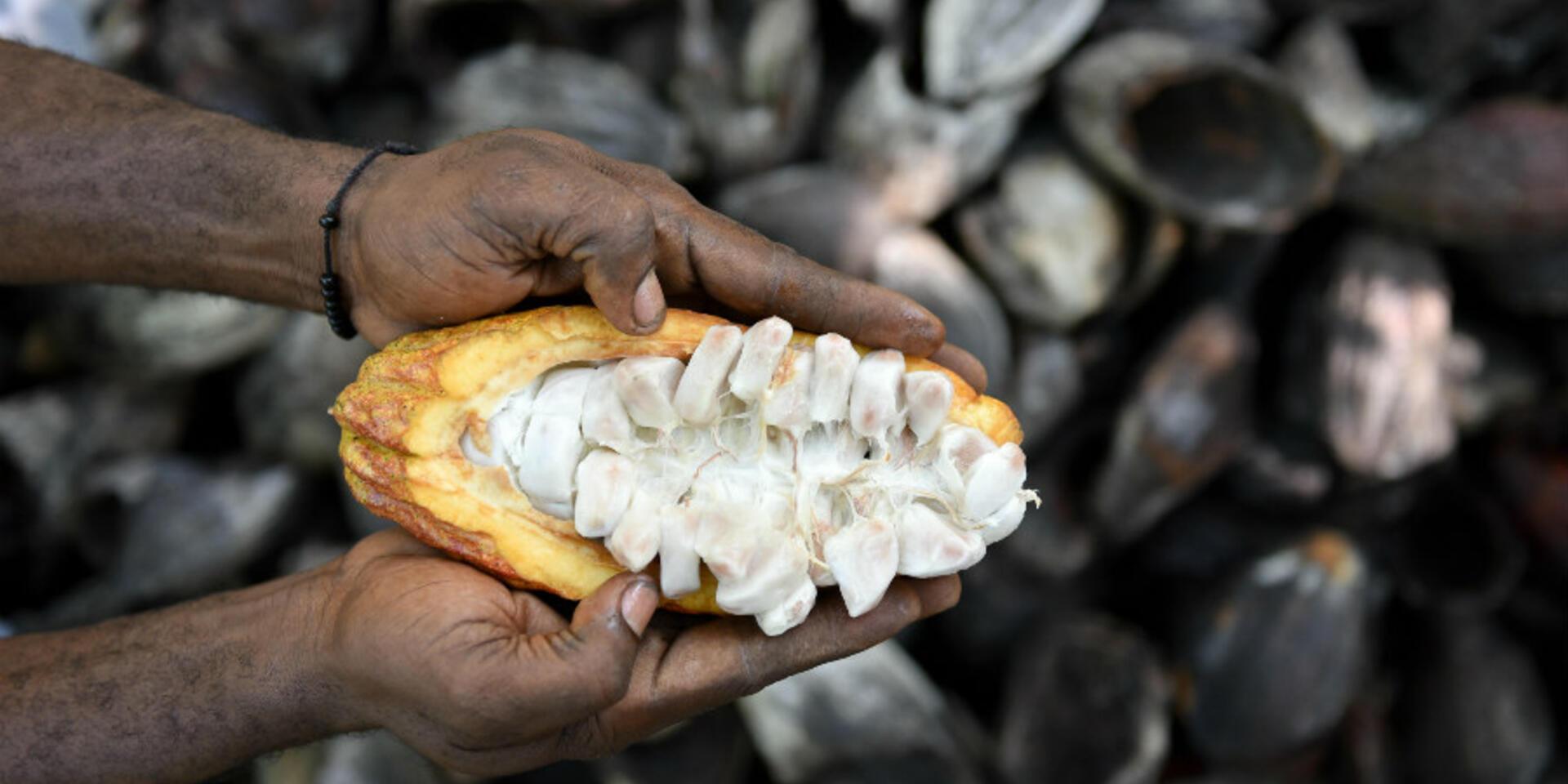 In Ghana&rsquo;s cocoa industry, a strong push to make farms &lsquo;climate-smart&rsquo;