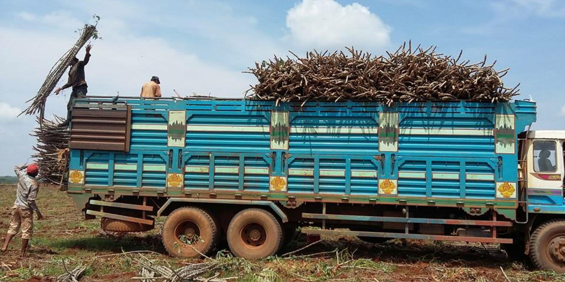 Understanding cassava seed networks to curb disease spread in Southeast Asia