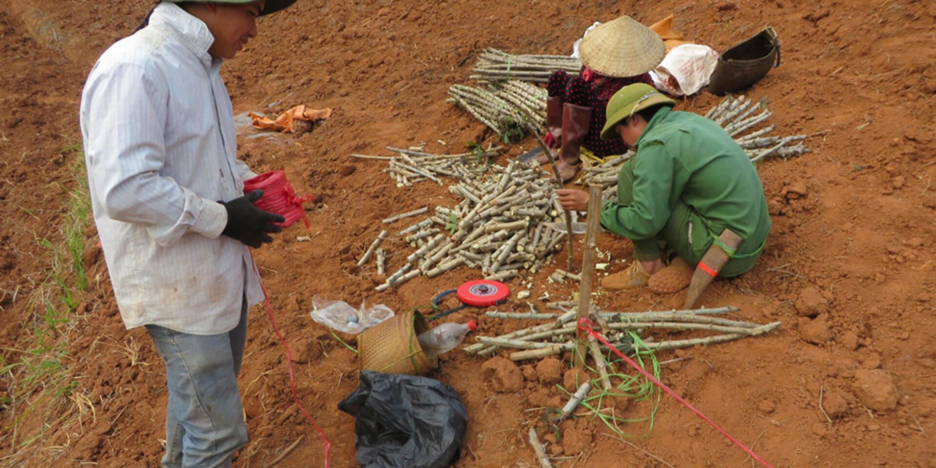 Social dimensions of a cassava production and value-chain: Why do the poor continue with unsustainable cassava production?