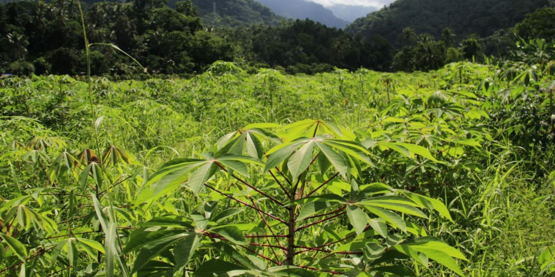 Strength in diversity: How cassava intercropping benefits the crops, the farmer, and the environment