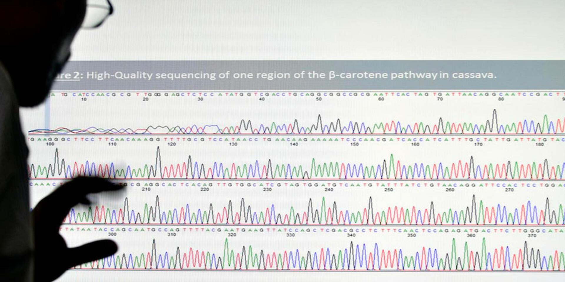 The Cassava Genome Hub: Terabytes of tuberous tropical root research set to revolutionize big data for agriculture