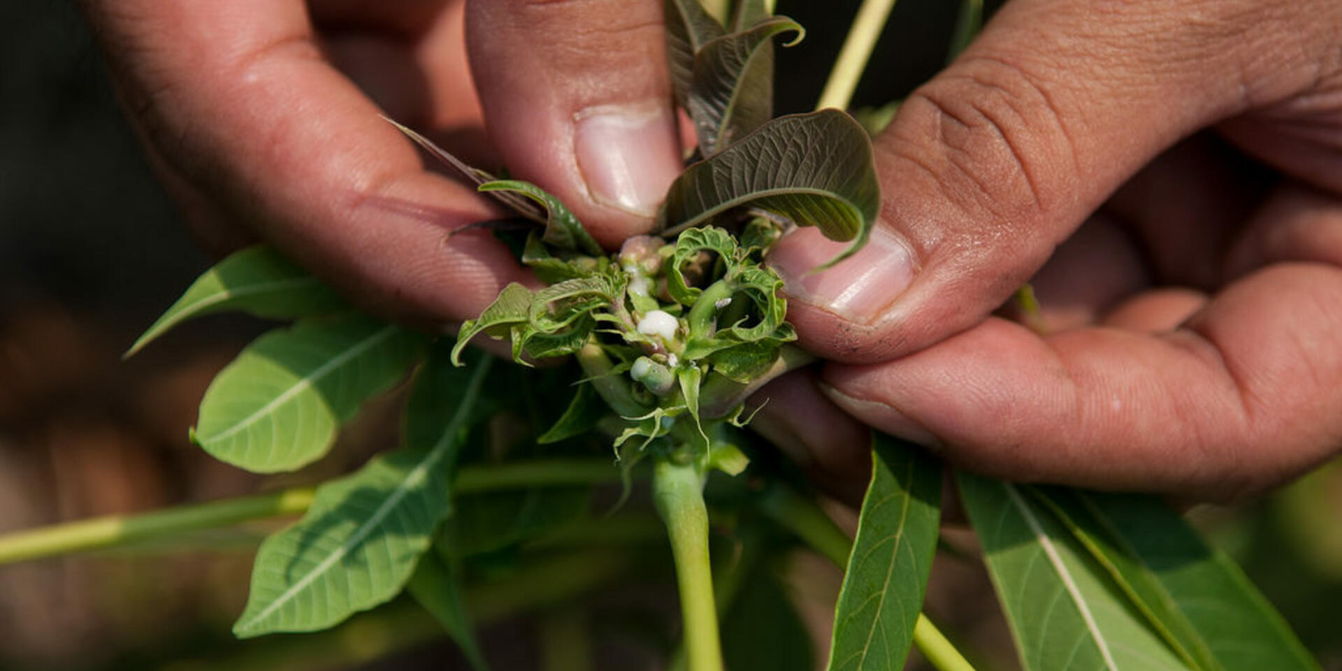 Experts lay the ground for a global system to protect the world&rsquo;s most important crops