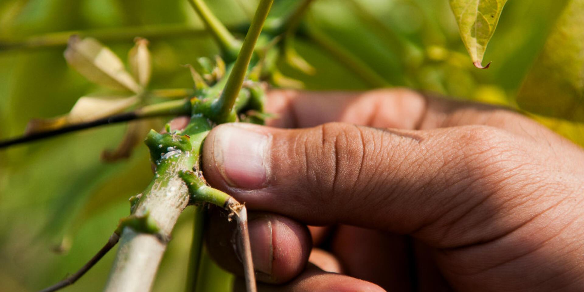 Where in the world is there a cassava virus? This new app can show you.