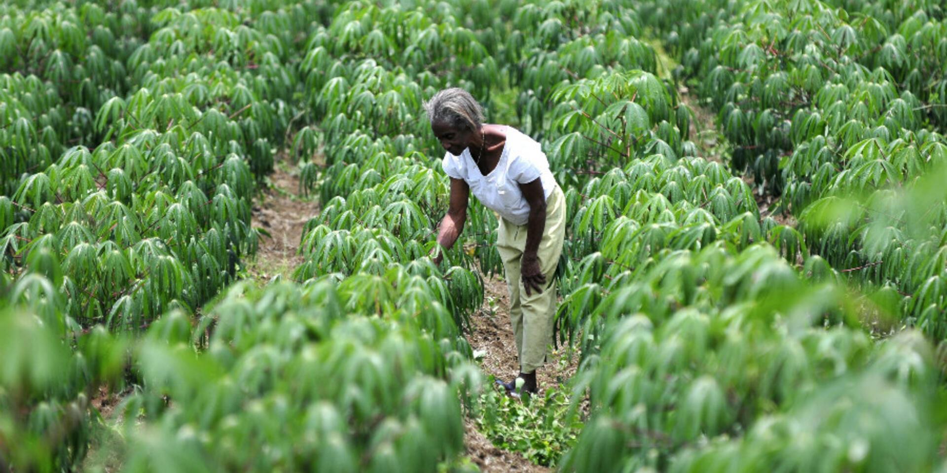DNA fingerprinting uncovers exactly who and why farmers use improved cassava