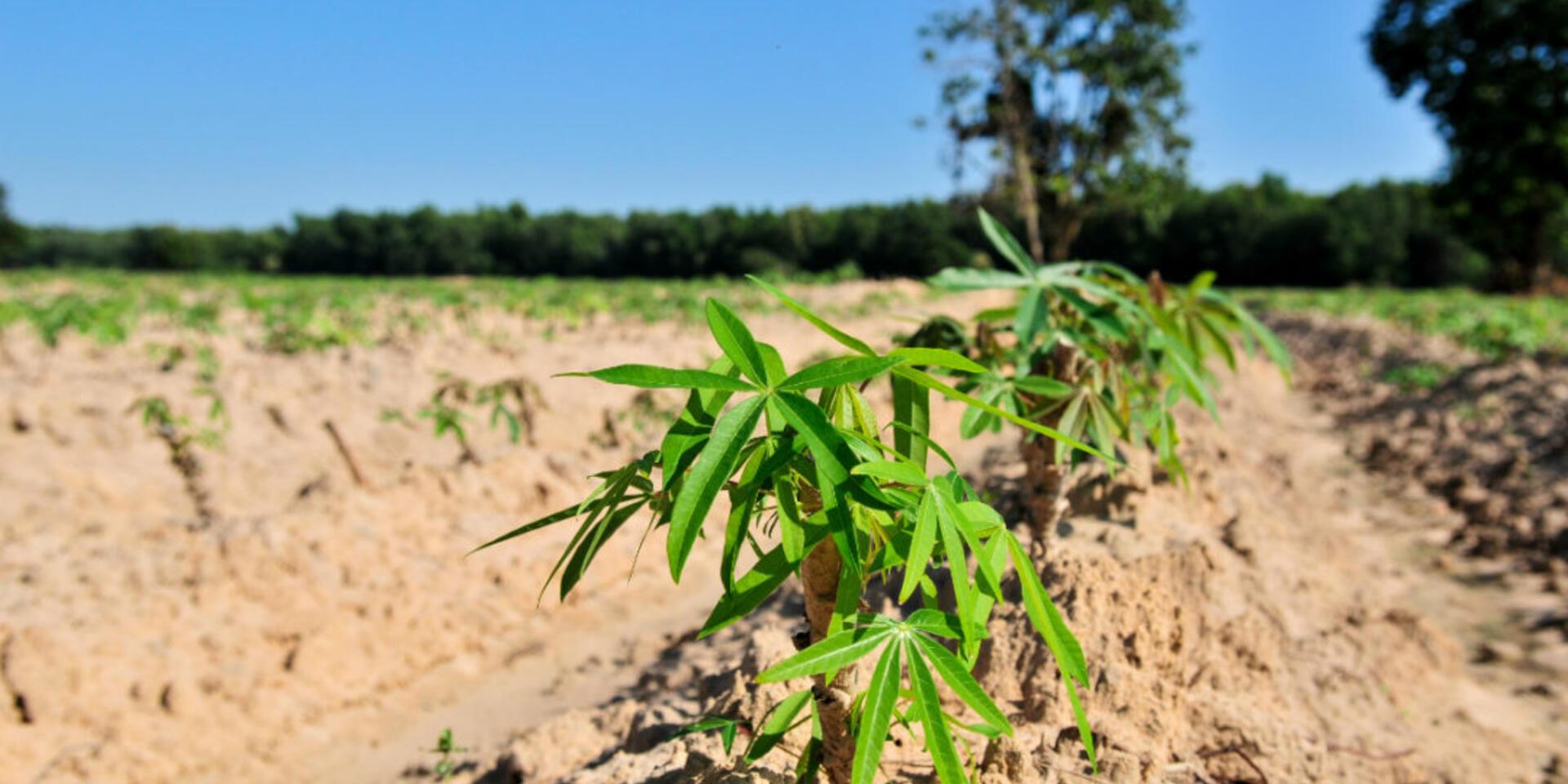 Soil fertility and plant health offer clues why cassava entices certain pests