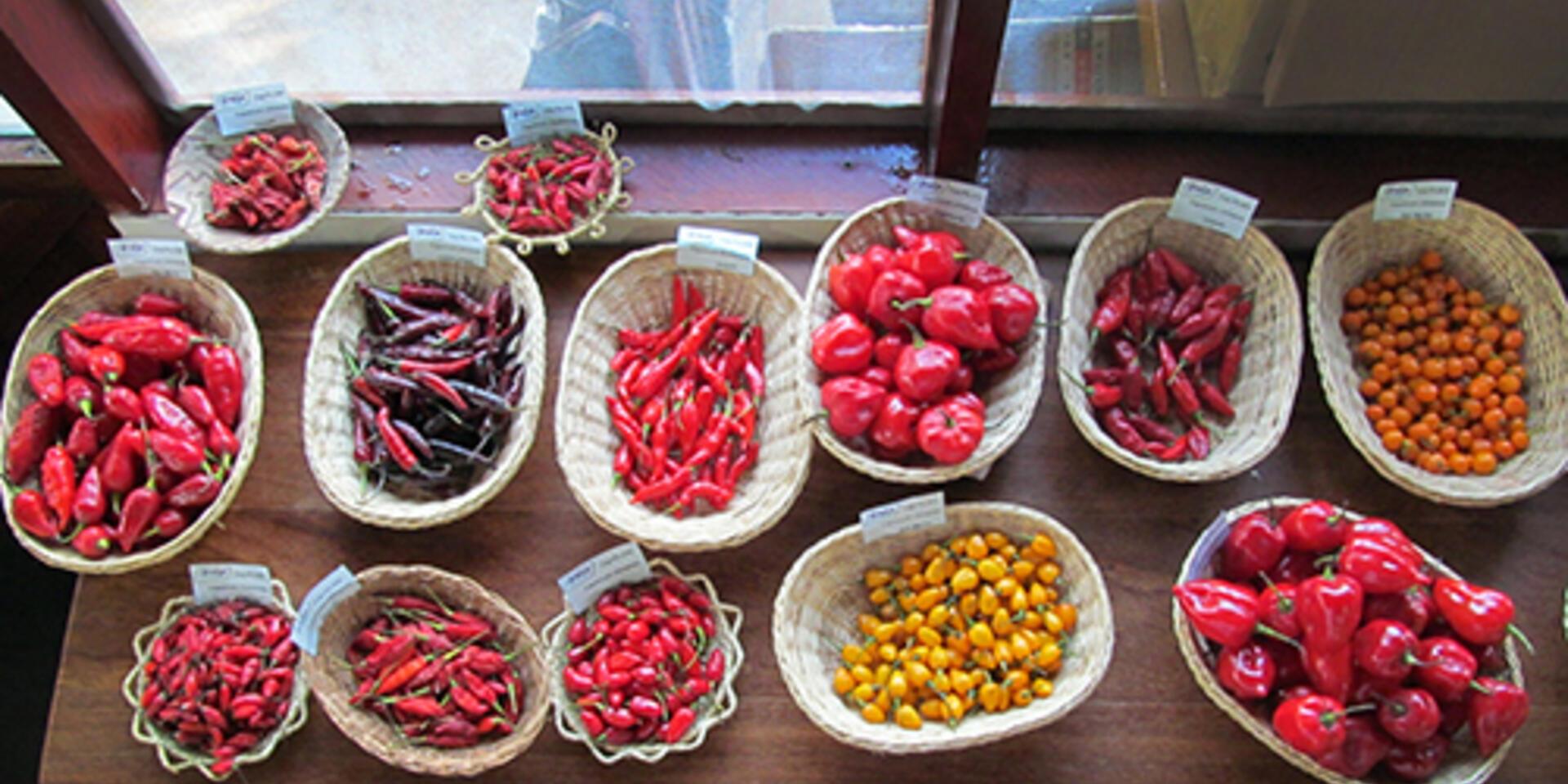 Promoting genetic diversity in agriculture through National Adaptation Plans