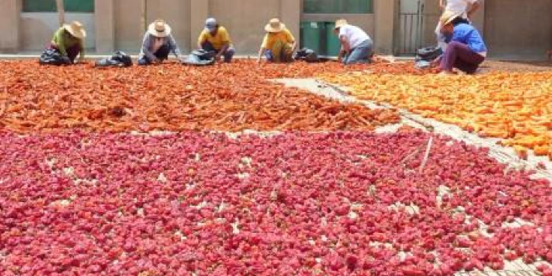 Reaching Across the Metaphorical Divide: Understanding Sustainable Diets and Food Systems