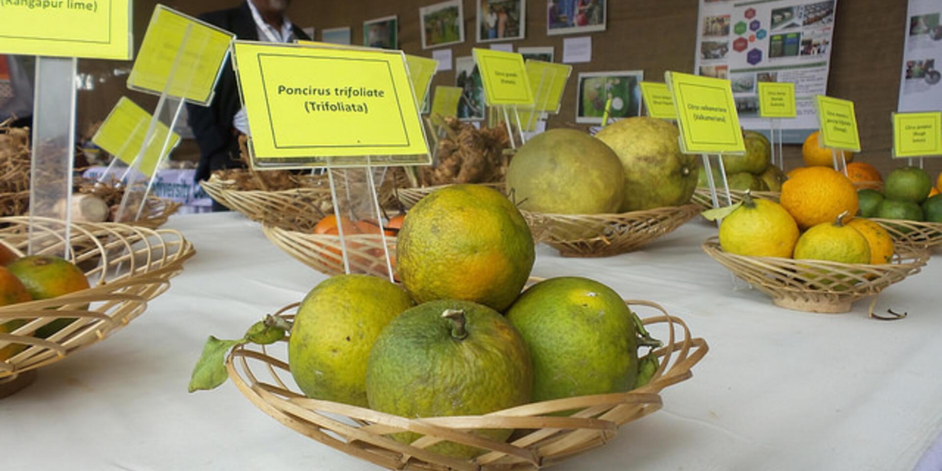 Agricultural biodiversity for &ldquo;The Future We Want&rdquo; &ndash; a close-up on indigenous perspectives