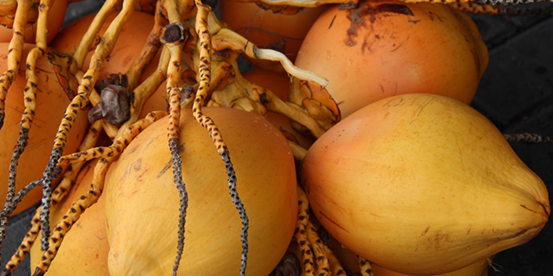 A global strategy for the conservation and use of coconut genetic resources