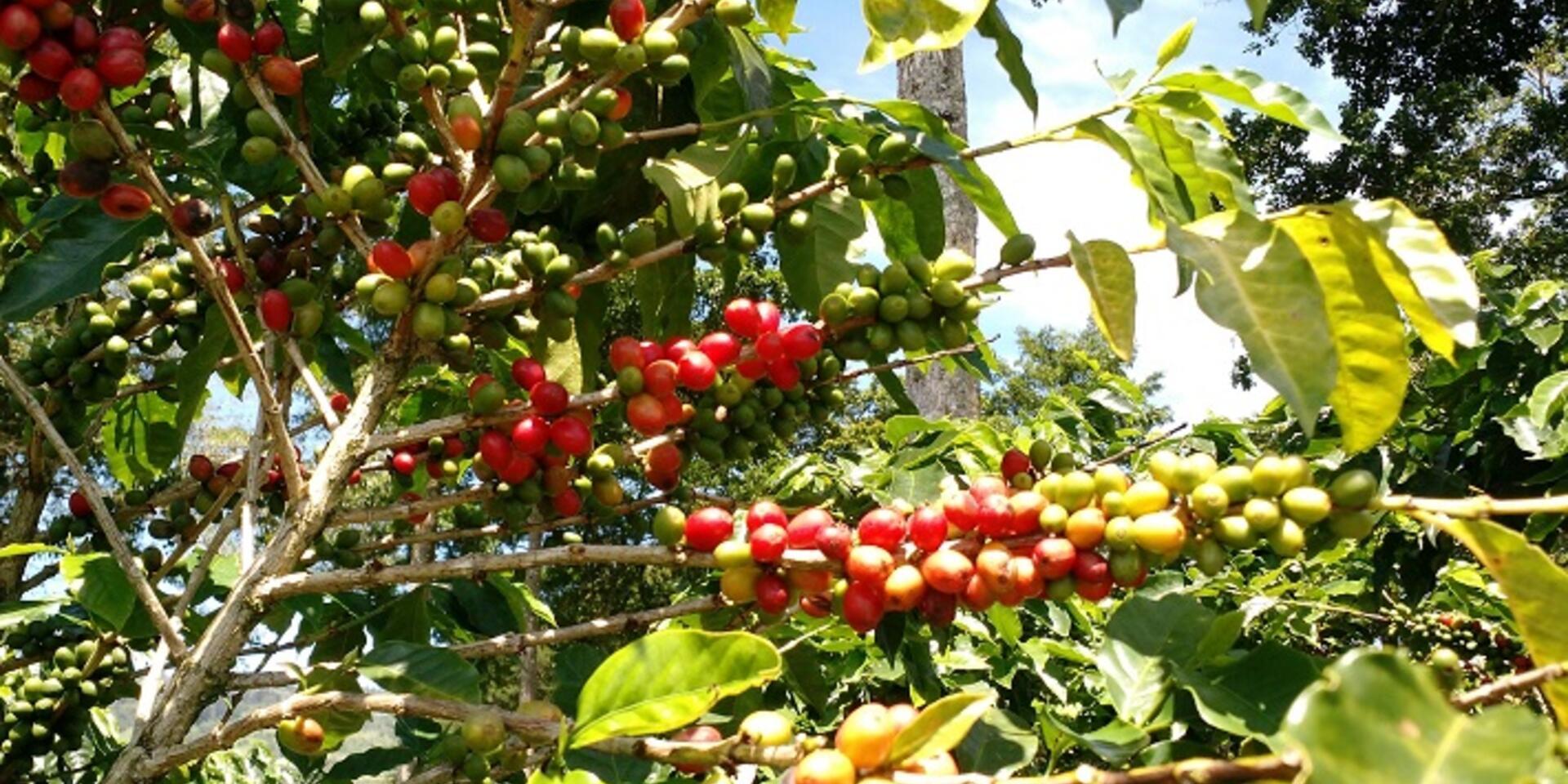 Why climate change means a rethink of coffee and cocoa production systems