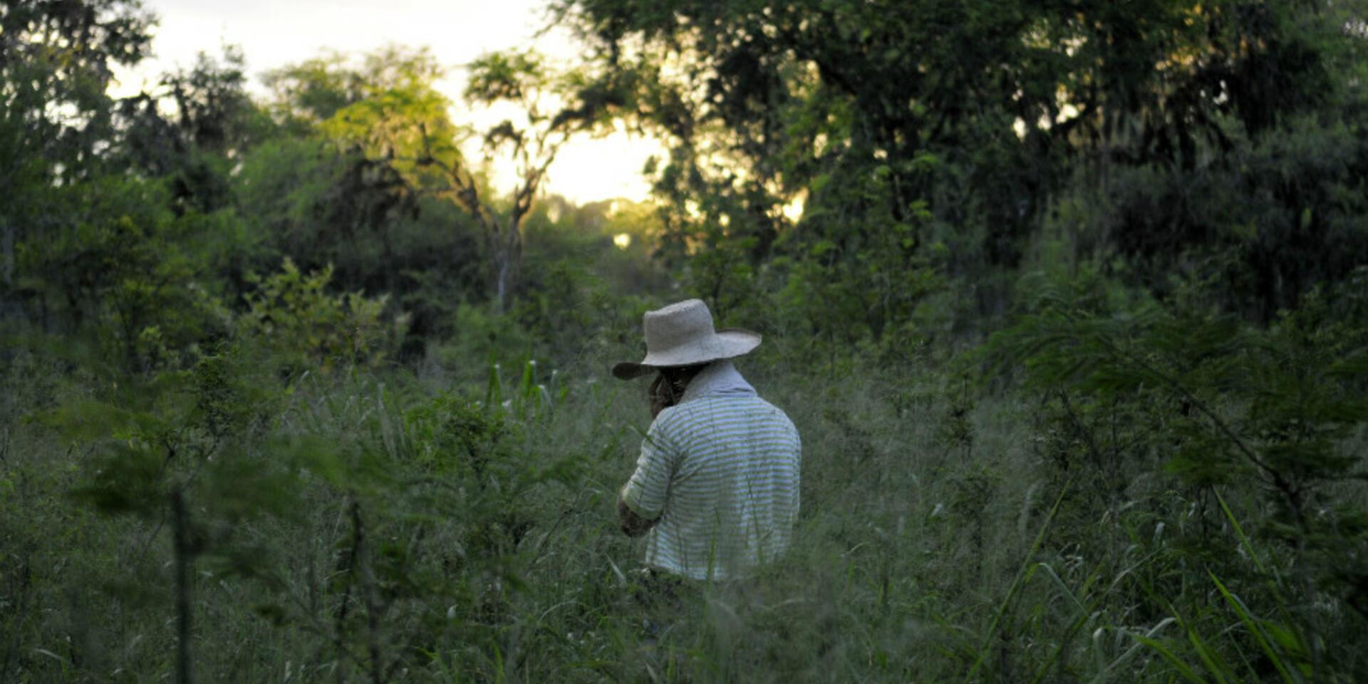 Opinion: Armed conflict was not always &lsquo;good&rsquo; for preventing deforestation in Colombia | Mongabay