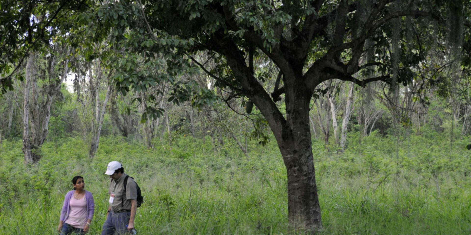 During peacetime, a sound strategy for saving Colombian forests? A new study points to collective land titling