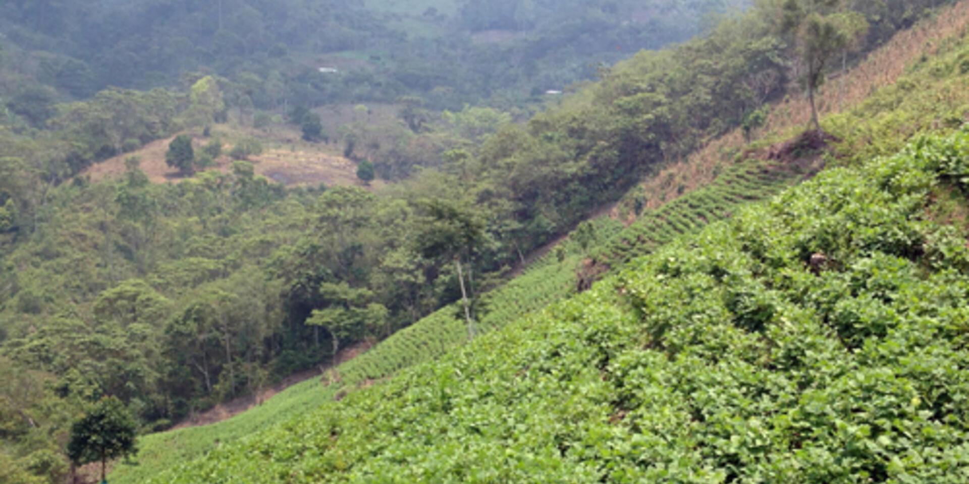 USAID partners with Bioversity International on Crowdsourced Crop Improvement