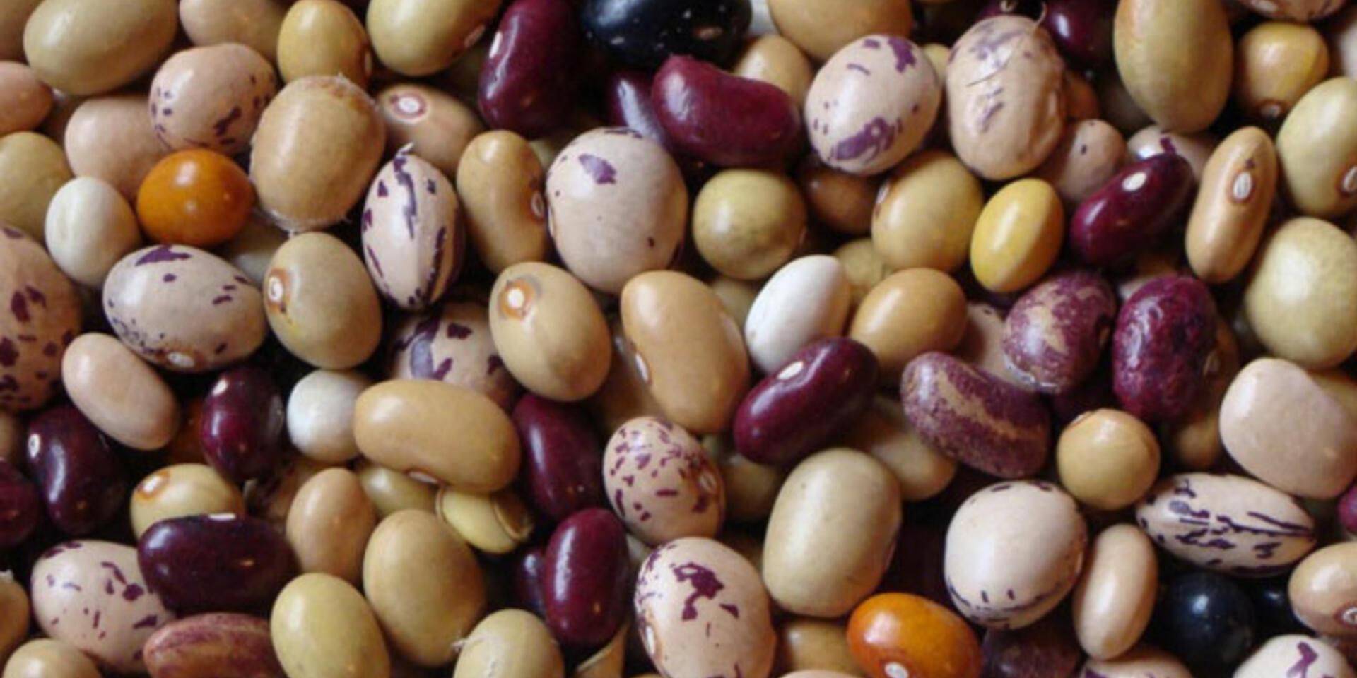 Which are the right crops to enable food security under future climates?