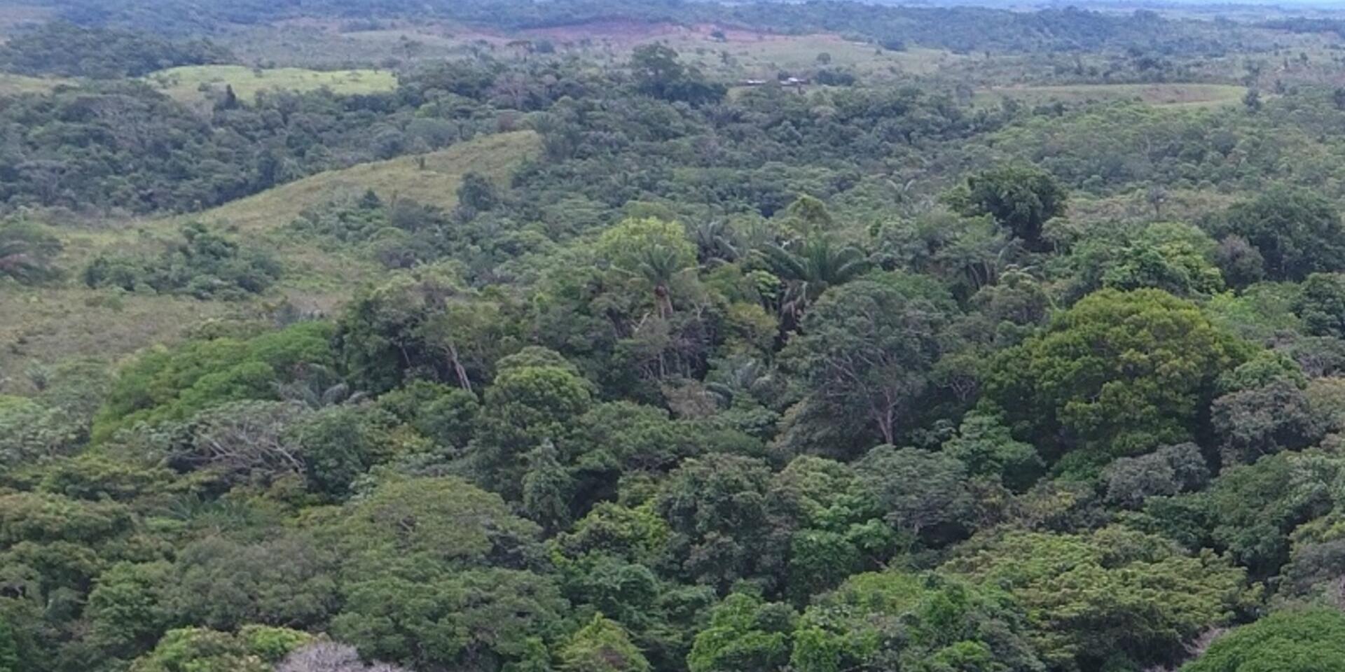 Scaling out sustainable livestock production alternatives: financing schemes in the Colombian Amazon