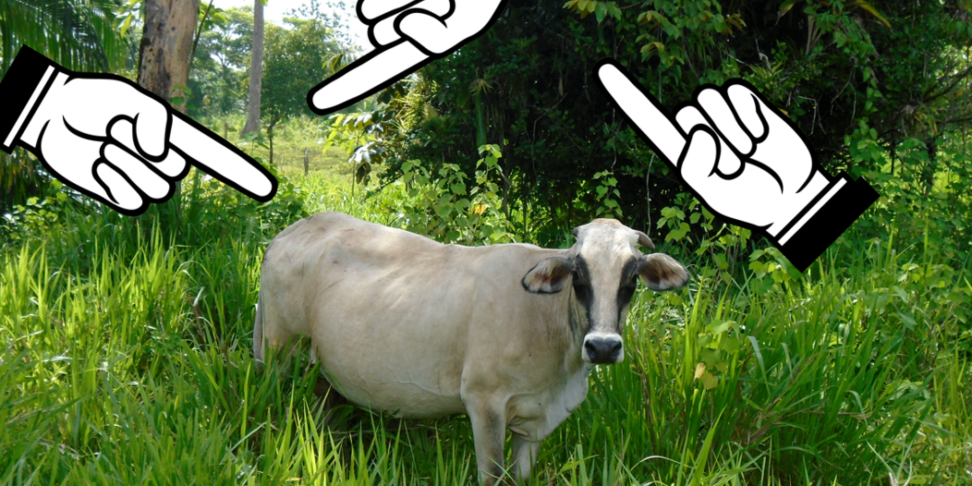 &iexcl;La culpa no es de la vaca!