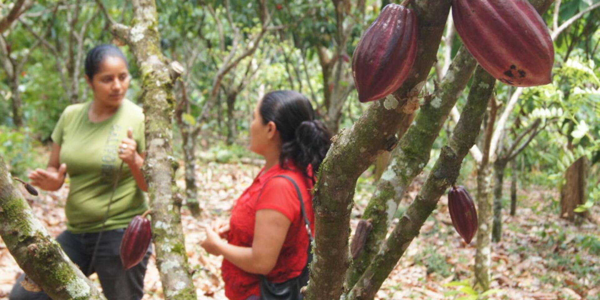 Conocimiento e informaci&oacute;n para el desarrollo: una nueva visi&oacute;n para el futuro de las fincas cacaoteras de Nicaragua