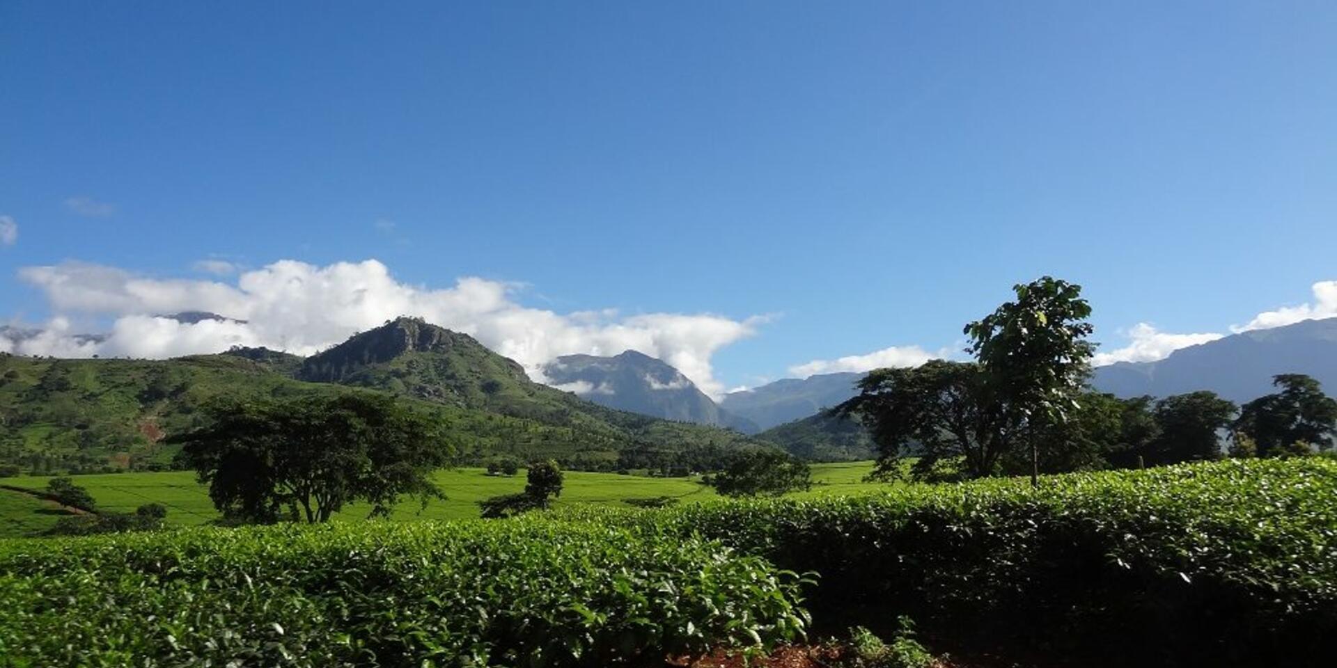 Impact of Climate Change on Tea Production in Malawi &ndash; Review of a Workshop