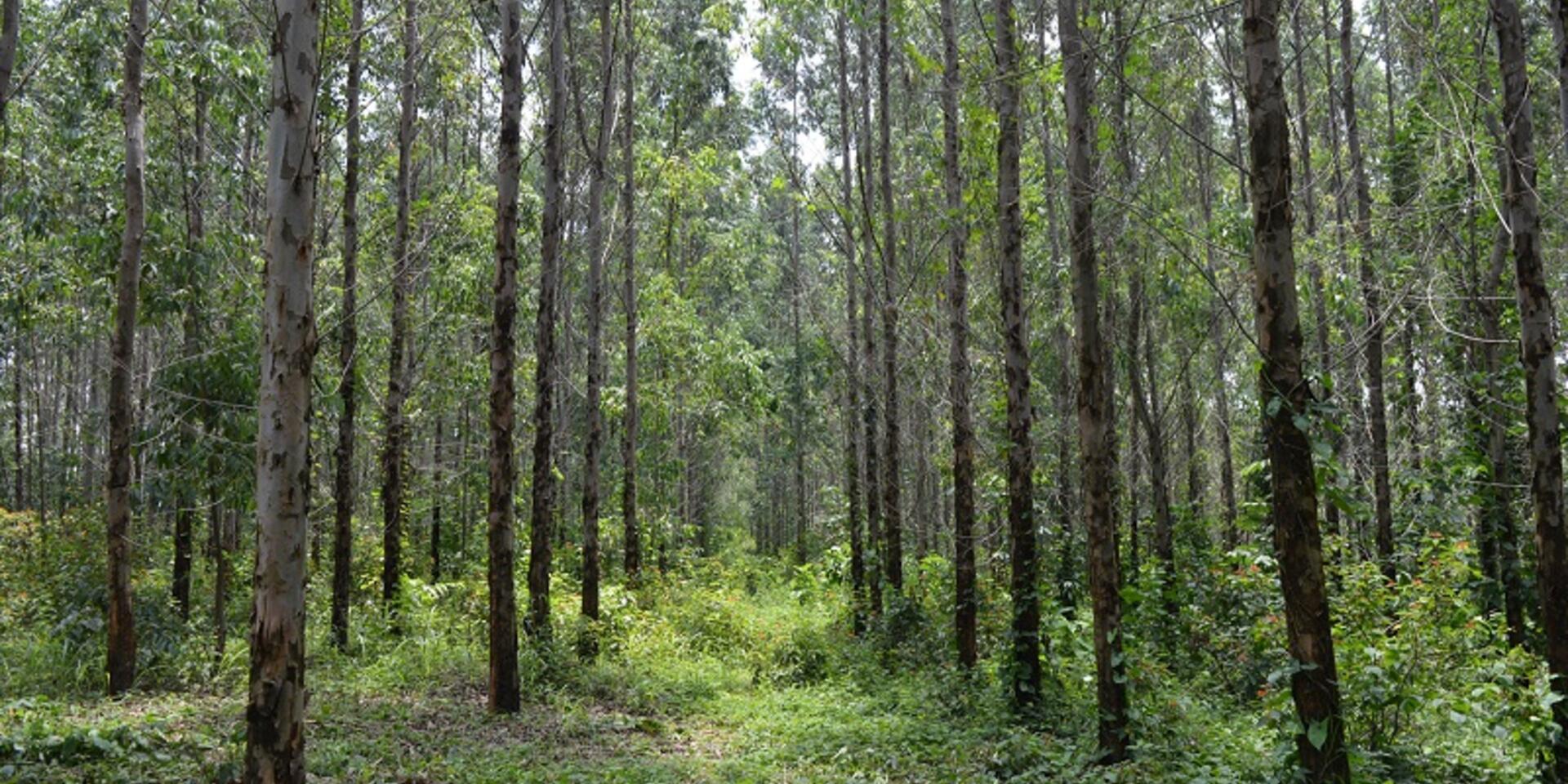 El CIAT: nuevo miembro del Directorio de la Red Iberoamericana de Bosques Modelos