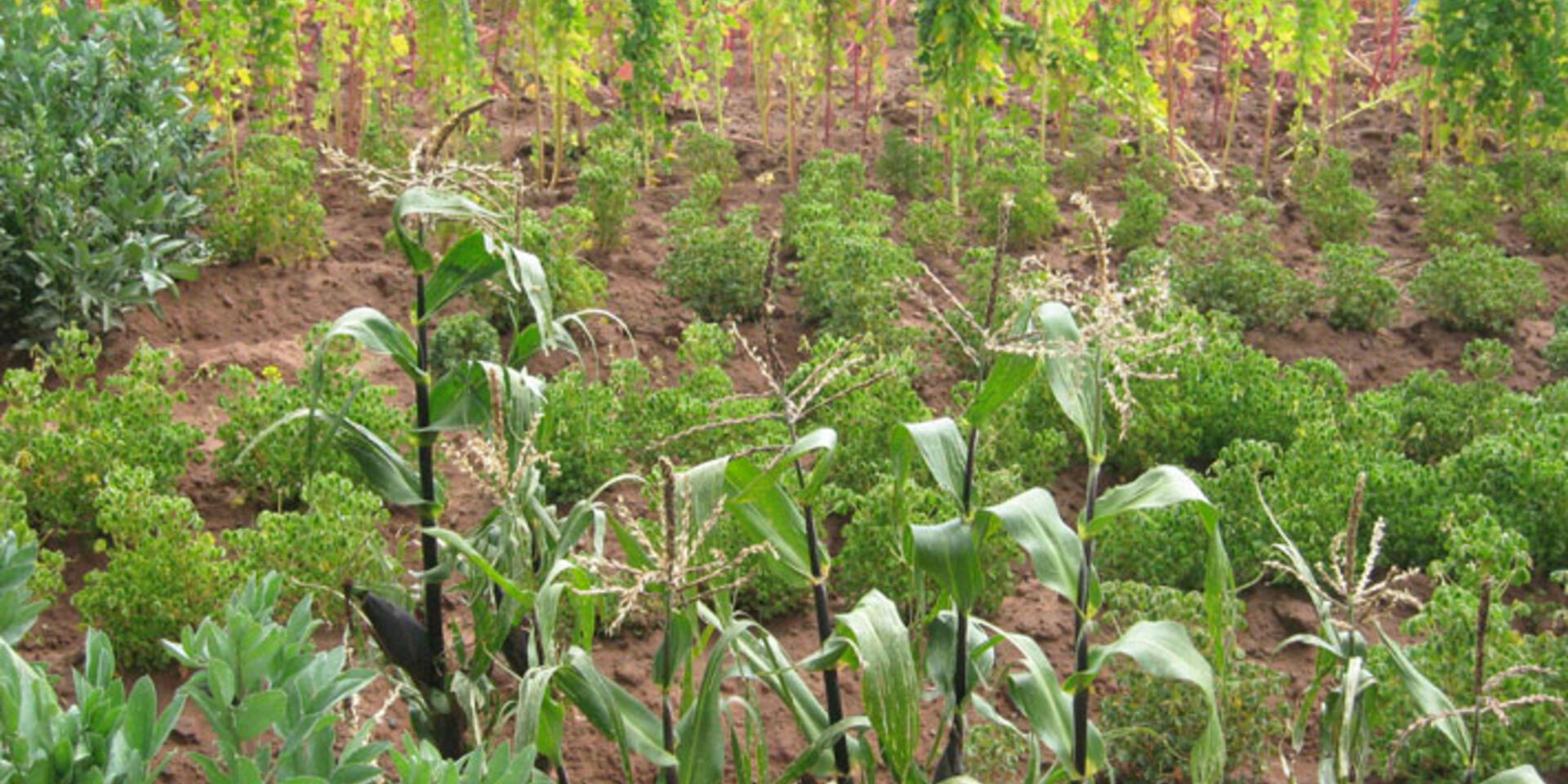 To conserve biodiversity, conserve agricultural biodiversity