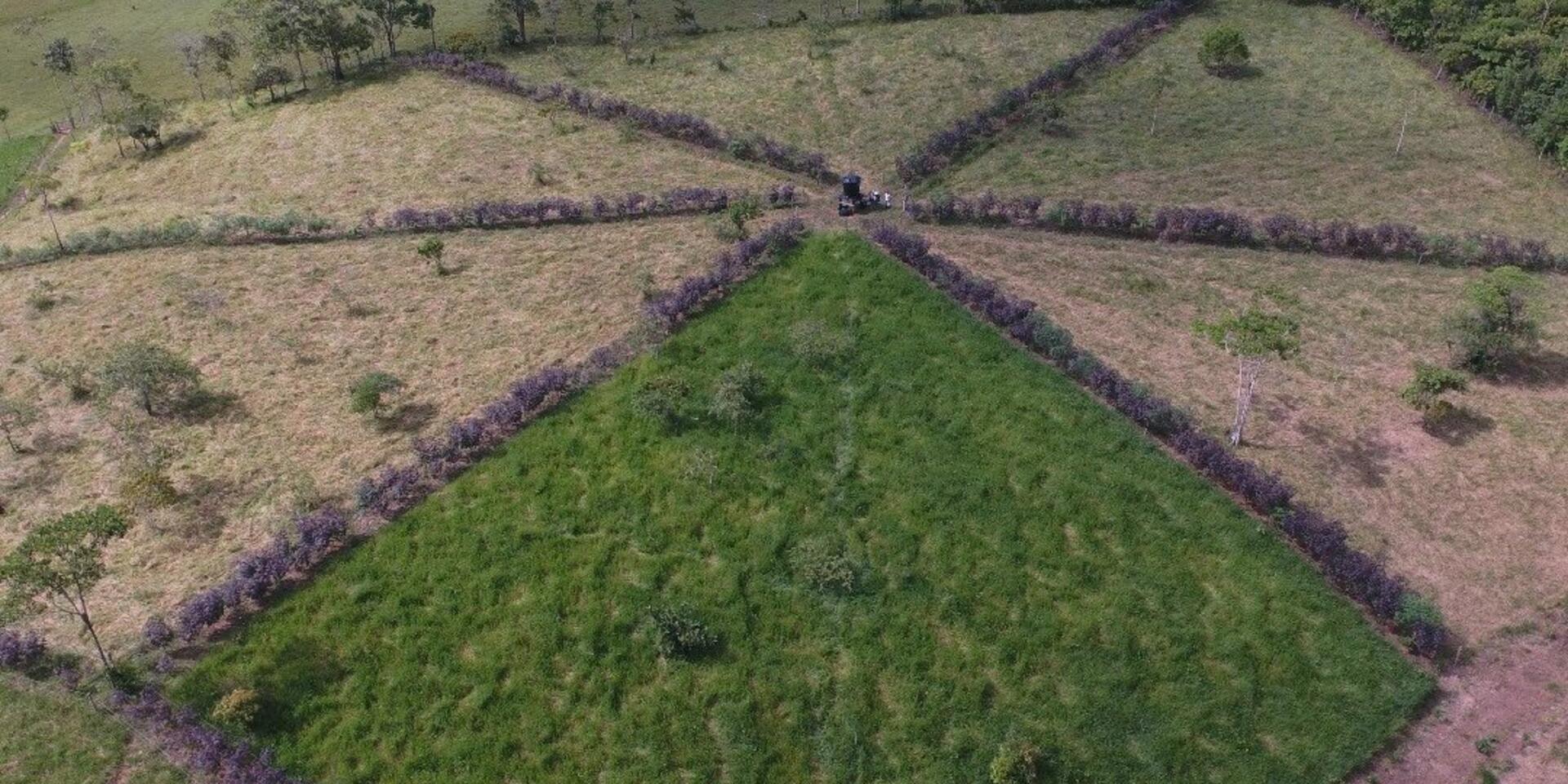 Sistemas agrosilvopastoriles, una alternativa para la intensificaci&oacute;n ecol&oacute;gica y la sostenibilidad de la ganader&iacute;a en Caquet&aacute;