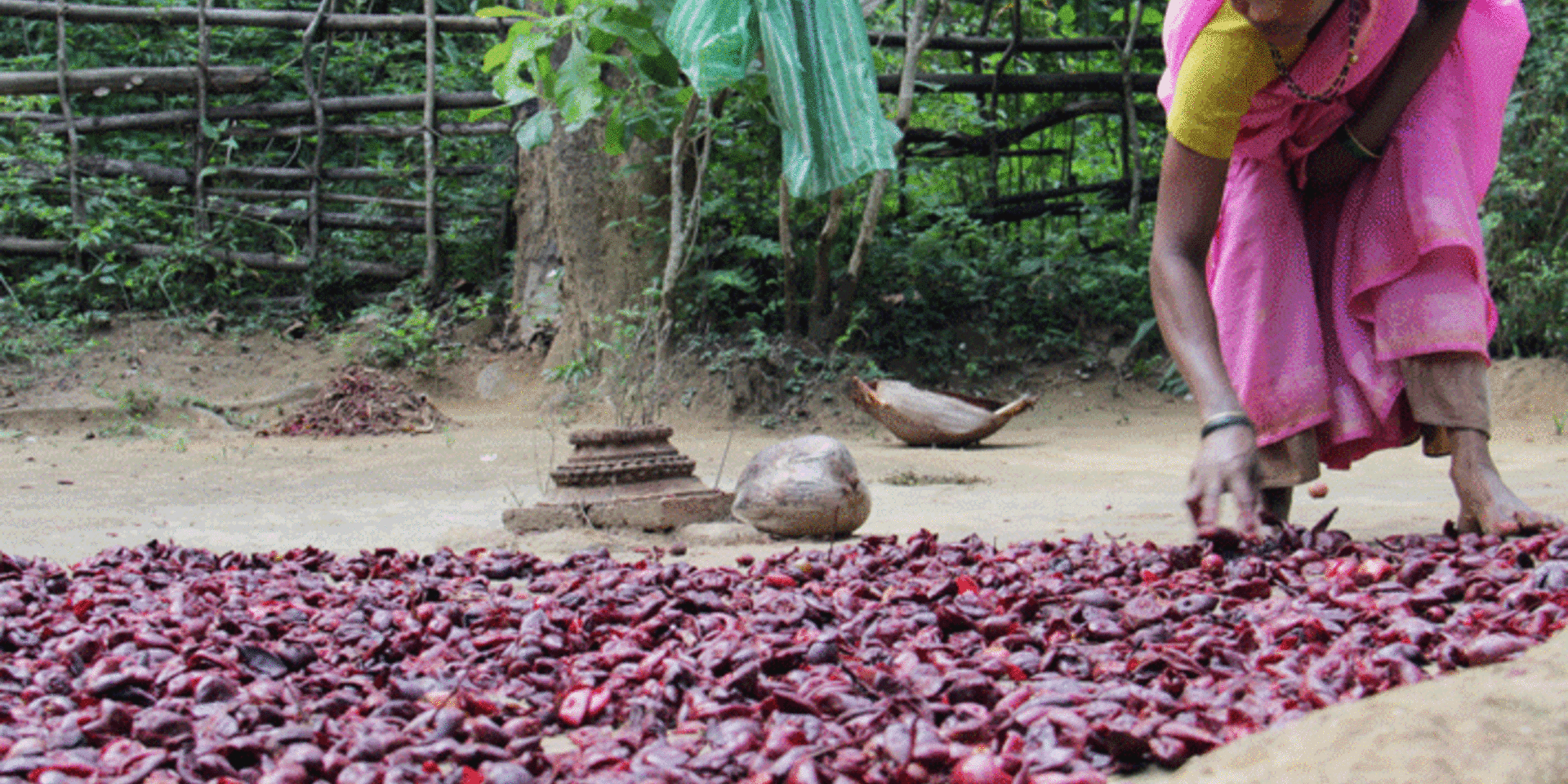 Sustainably managing non-timber products to improve&nbsp;livelihoods, equity and forests