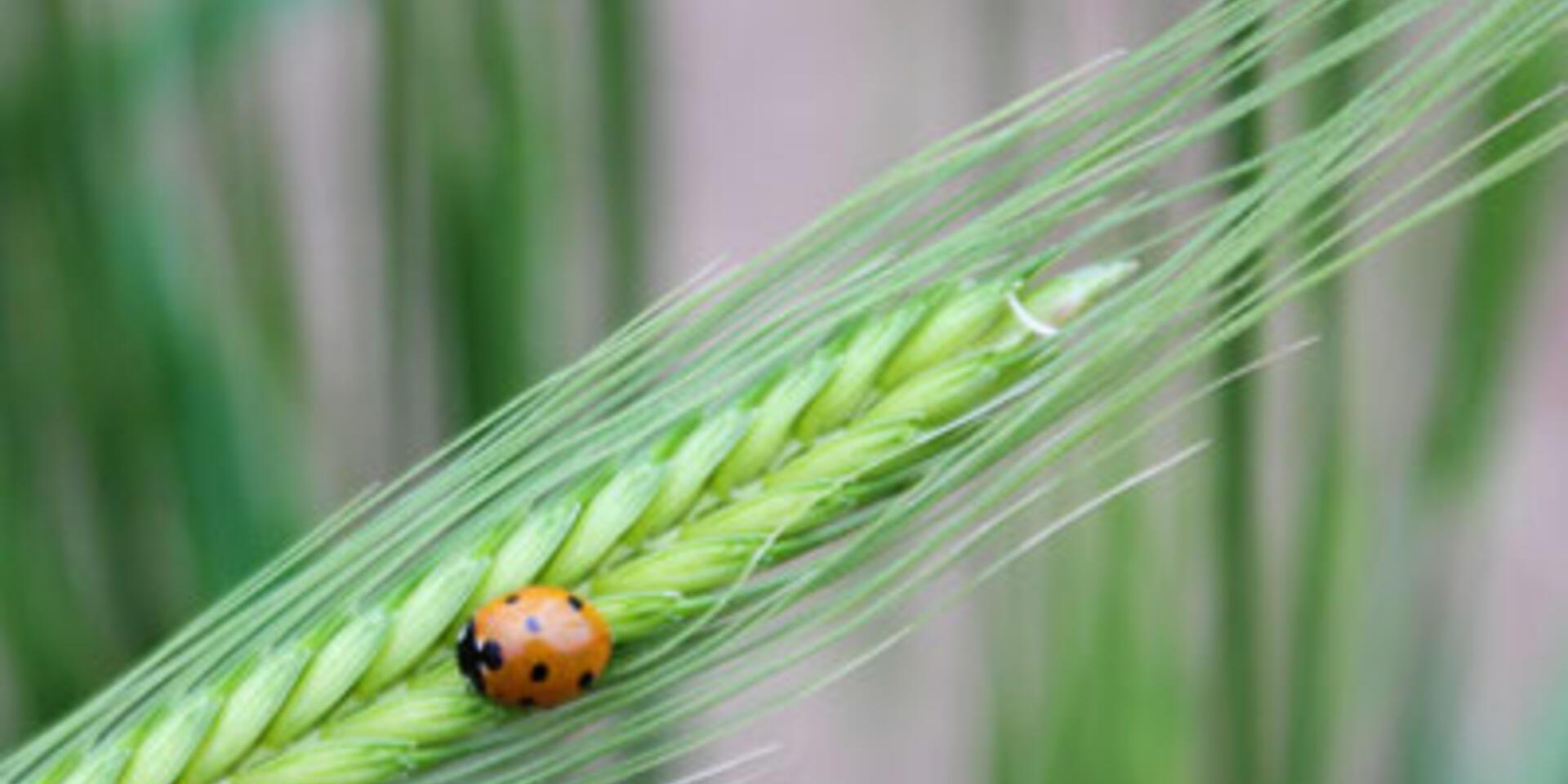 Scientists call for safeguarding crop wild relatives in the Middle East