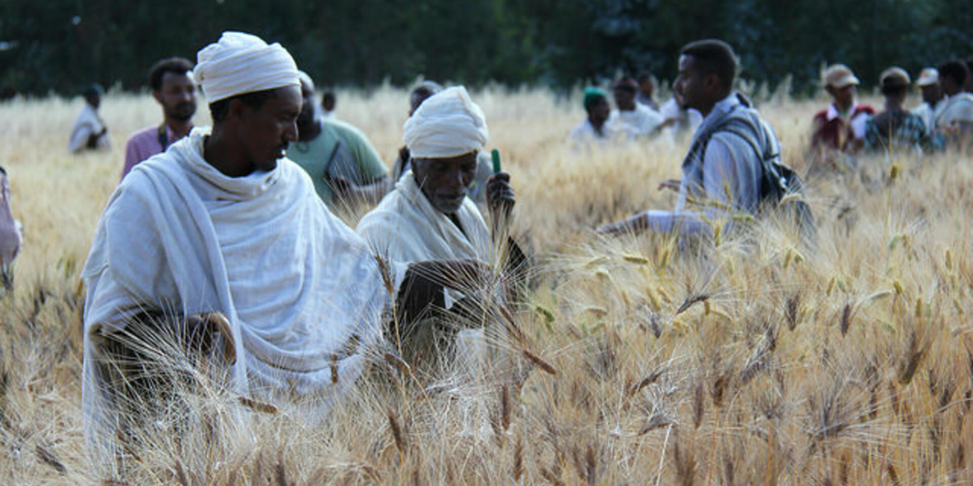 Modern science meets traditional knowledge to improve crop breeding
