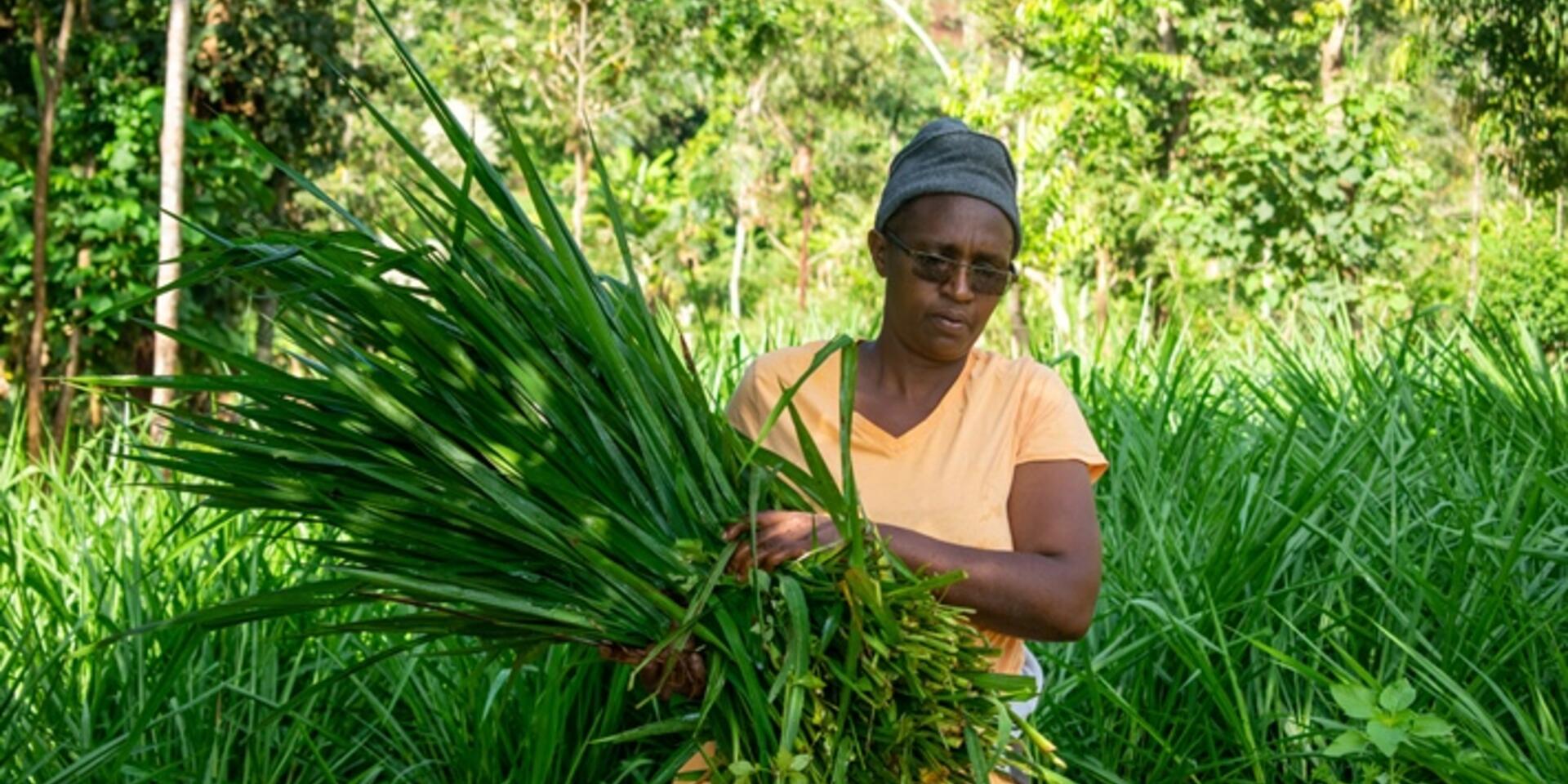 Dairy farming transforms farmers&rsquo; livelihoods