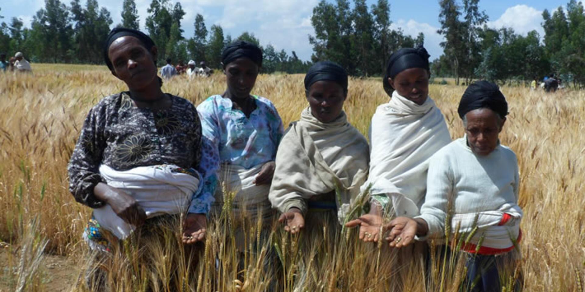 Harnessing traditional knowledge to wheat breeding in Ethiopia