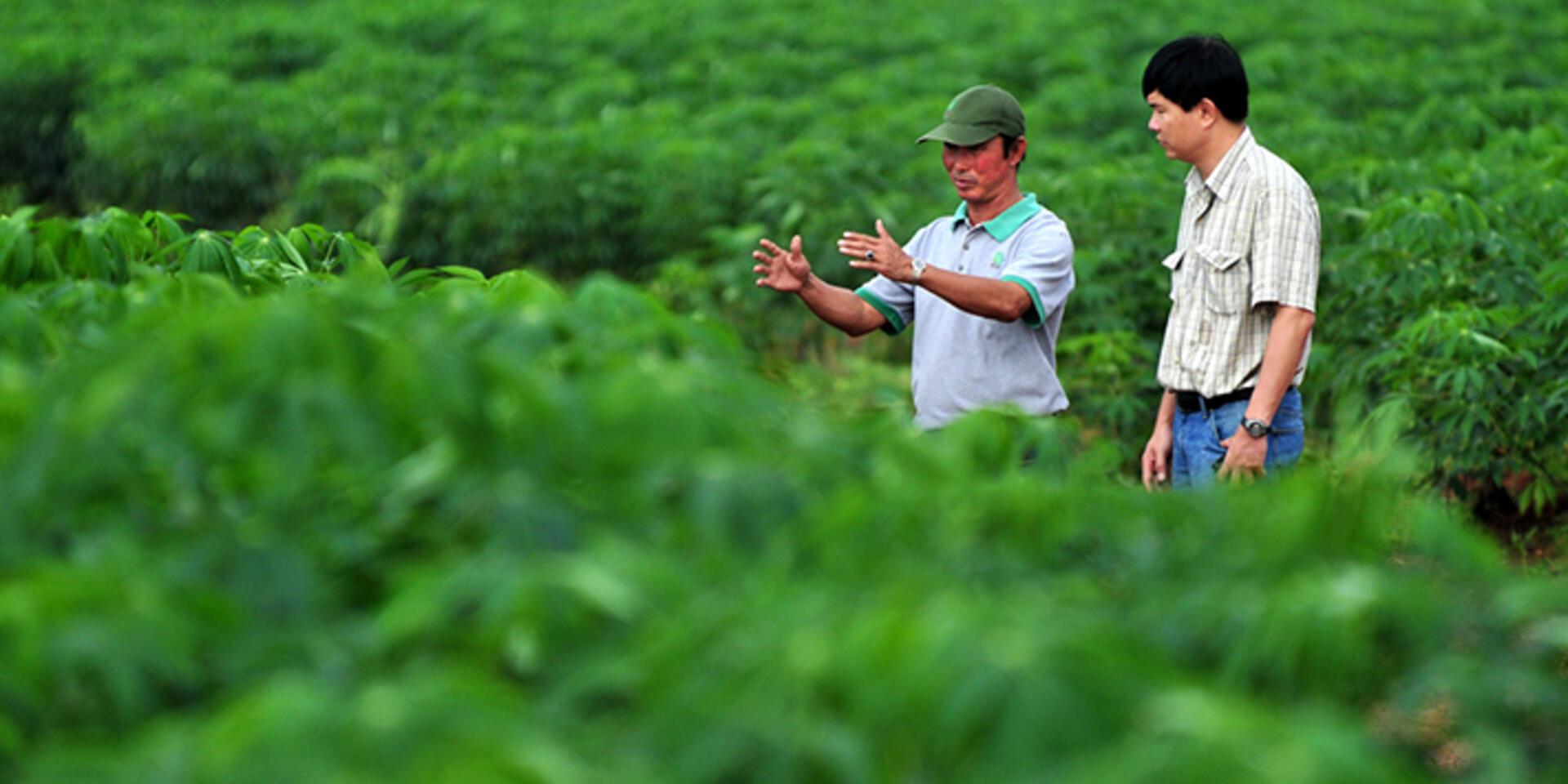 How did an ancient plant from Latin America become Asia&rsquo;s second-most important cash crop?