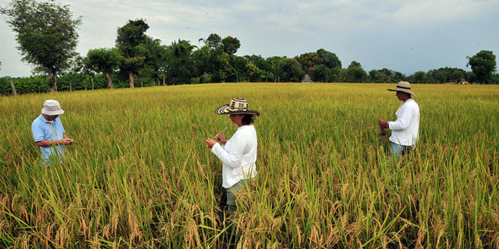 Agro-climatic forecasts to the rescue&hellip;