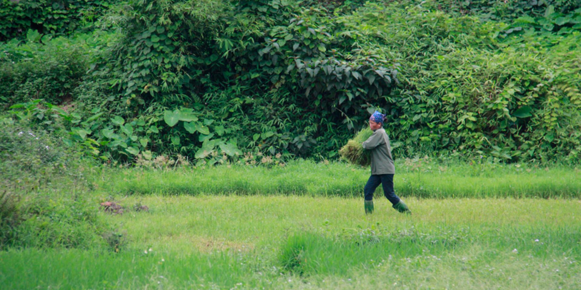 Scaling up and out. The spread of sustainably productive farming practices in Vietnam