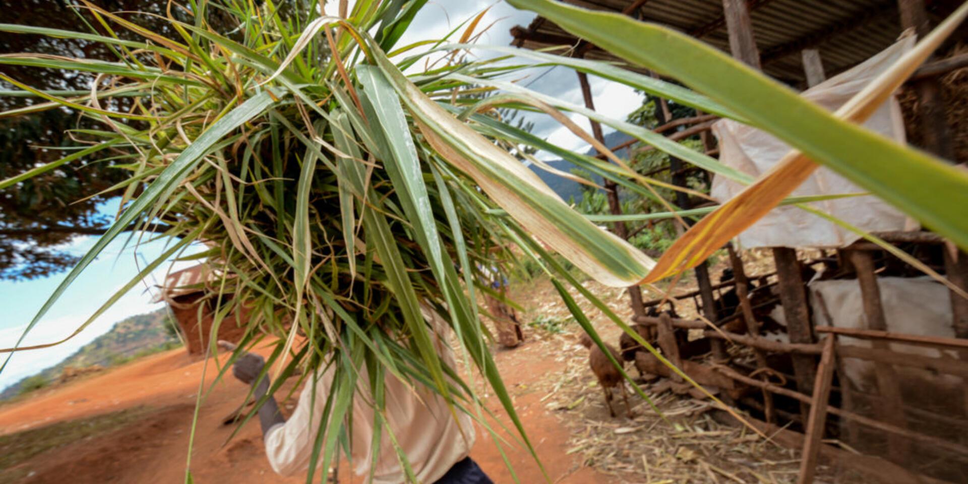 Kenya's drought masks a deeper problem with livestock feed