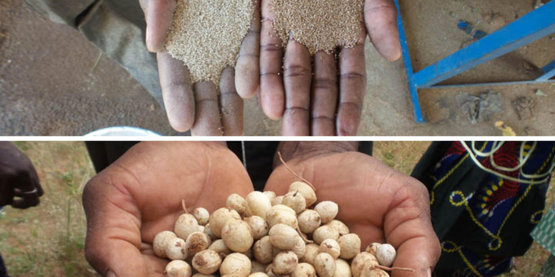 Shaking up markets and narratives for increased consumption of nutritious fonio and Bambara groundnut