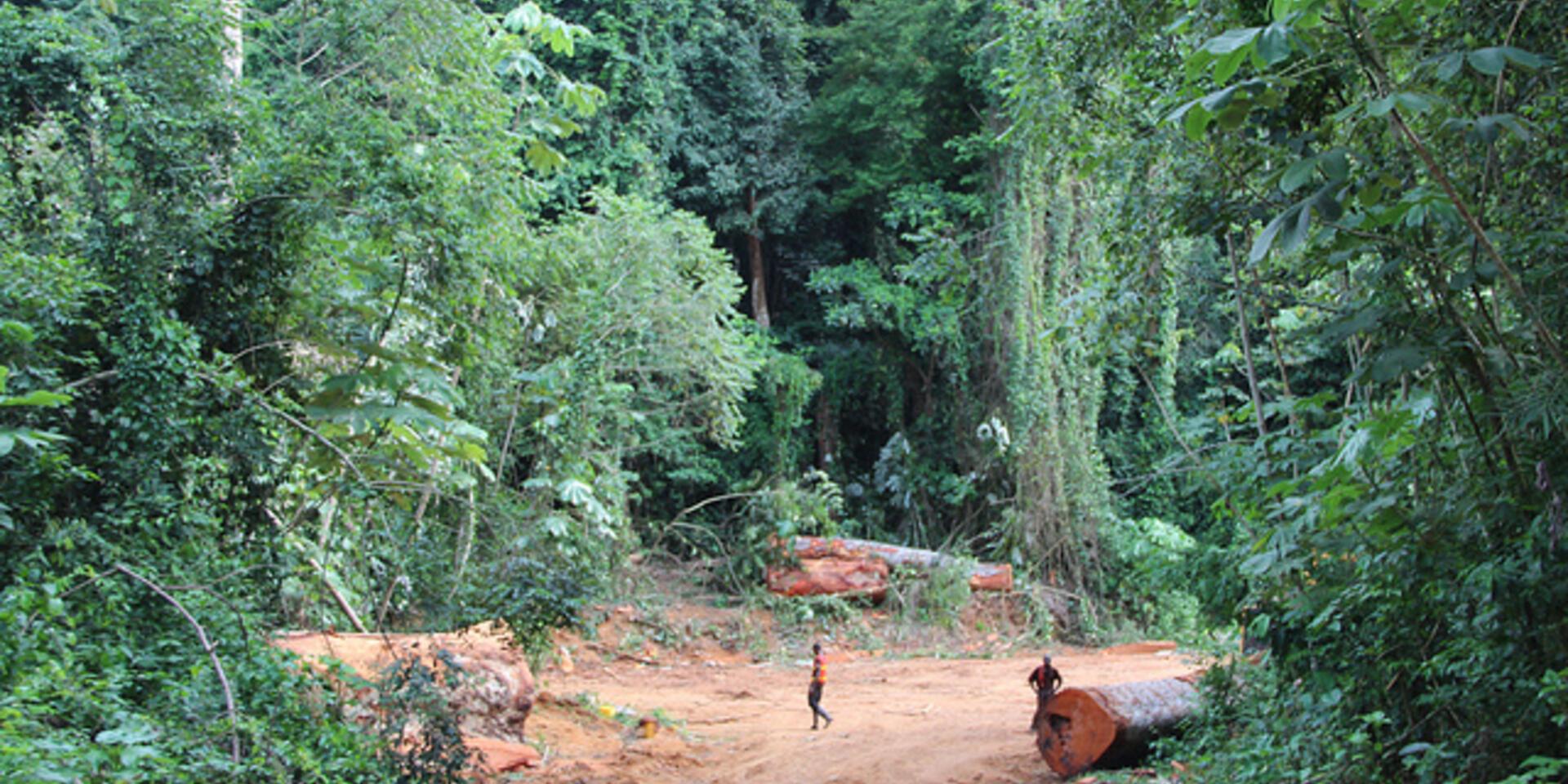 The latest Global Timber Tracking Network newsletter is now out