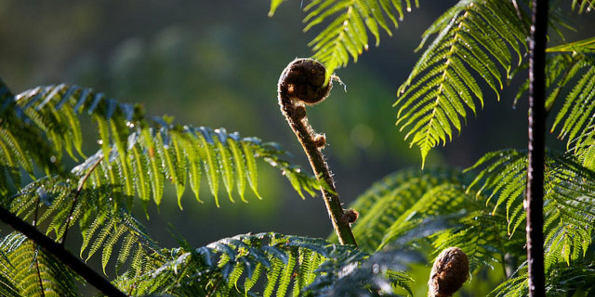 Bioversity International researchers to present at Forests Asia Summit