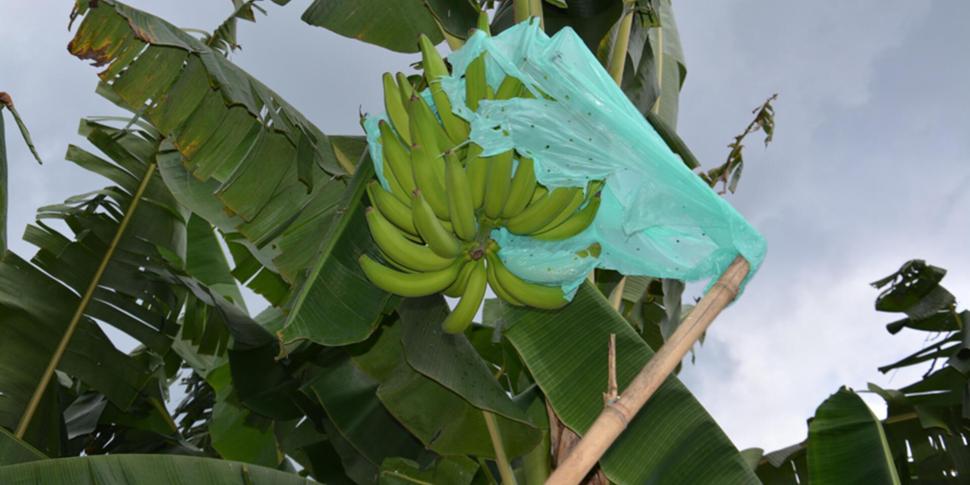 Pl&aacute;tano, con sello vallecaucano, llega al mercado de Estados Unidos