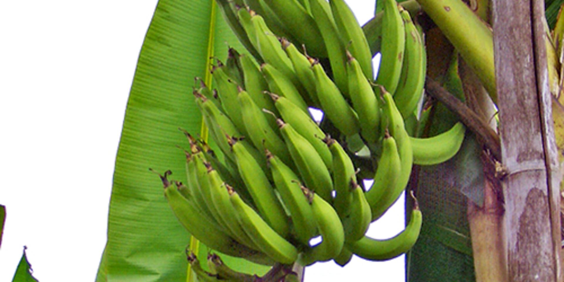 The Democratic Republic of Congo home to one of the highest diversity of plantains in Africa