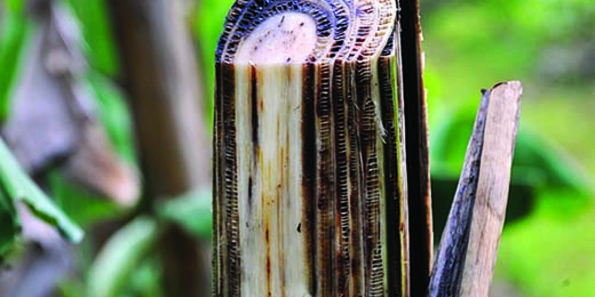 A pathogen on the move: Fusarium wilt TR4 now in Africa