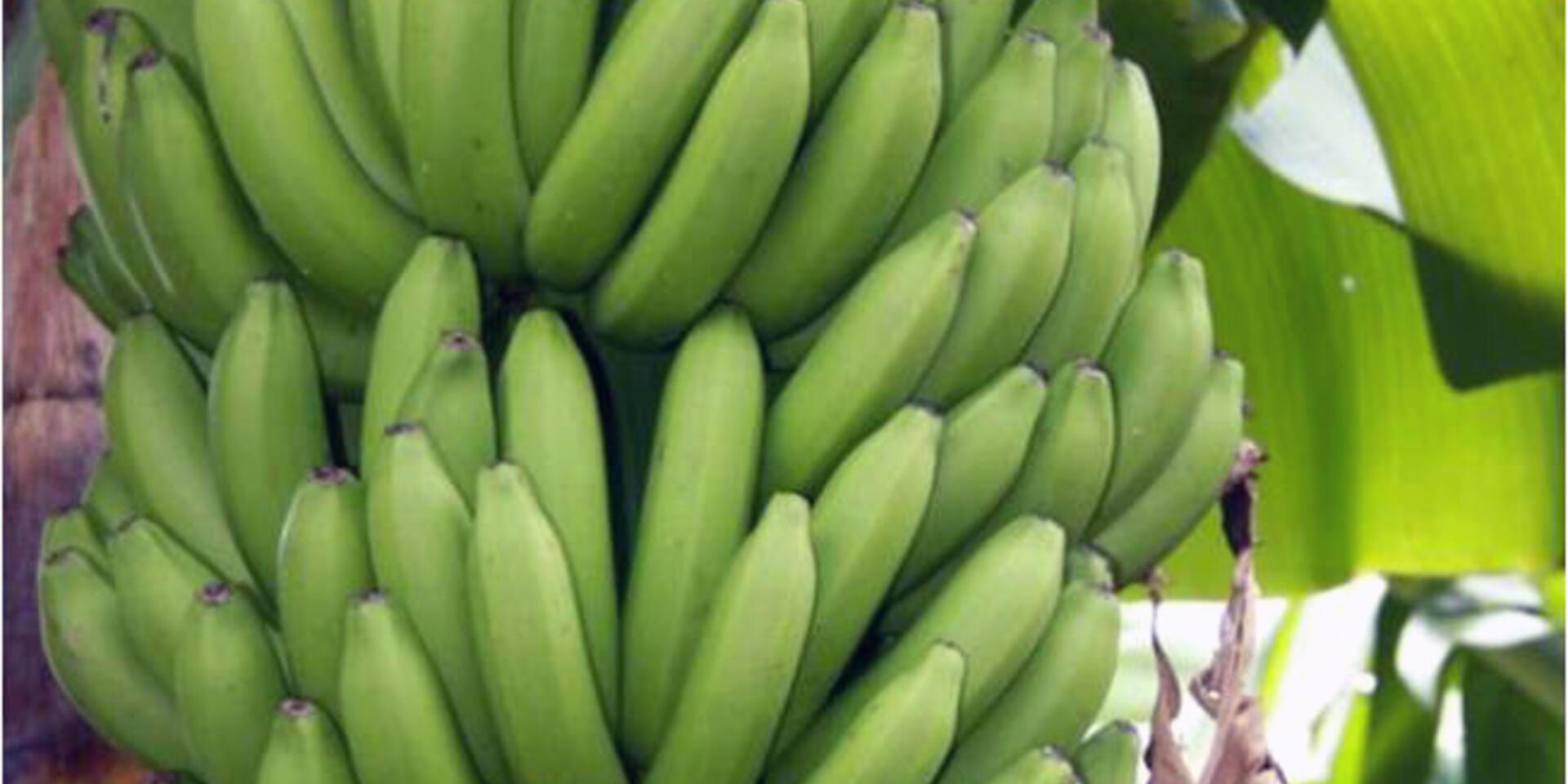 New disease-resistant banana variety accepted in Japanese market