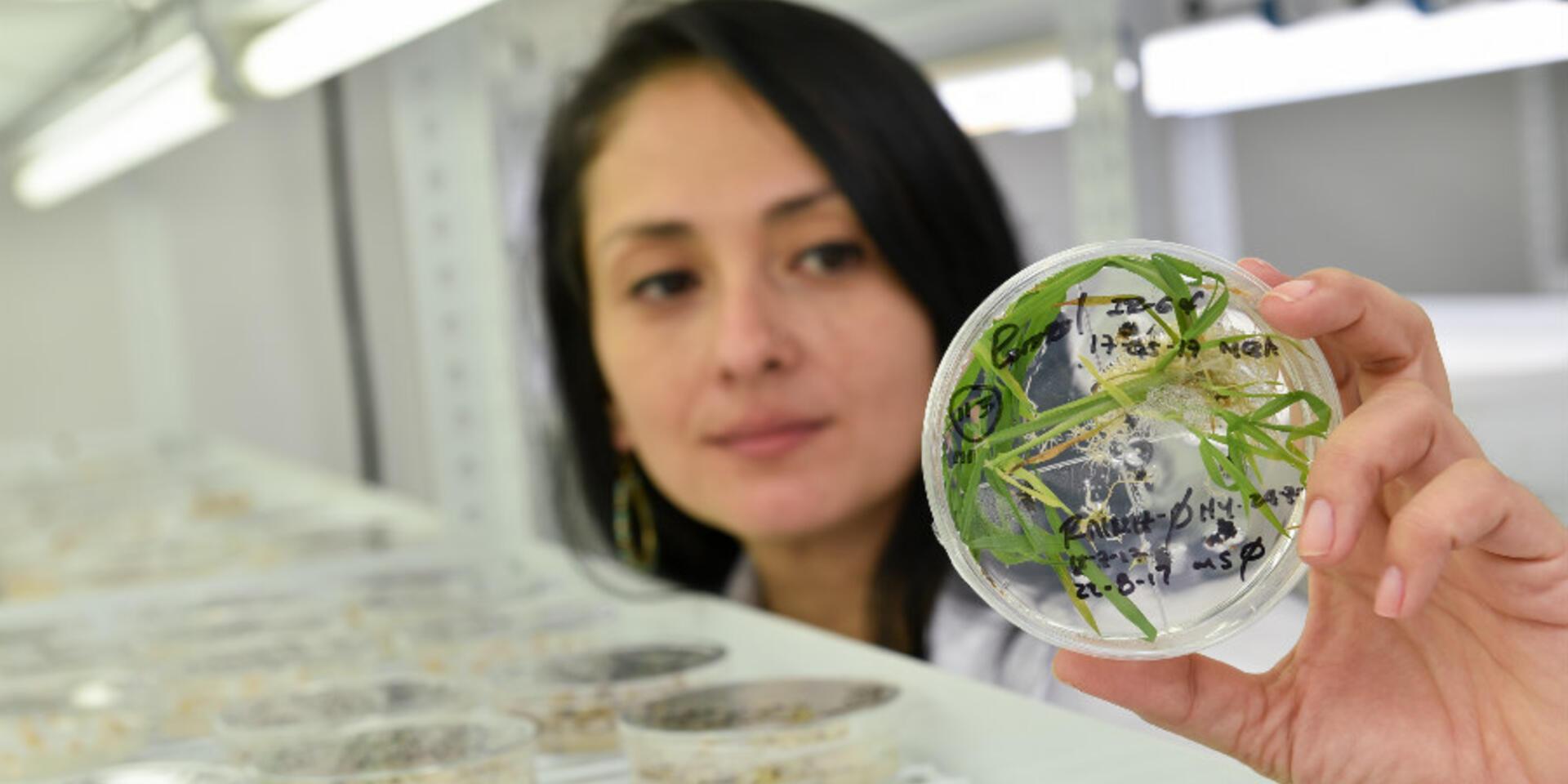 With genome editing, plant breeding gets a boost