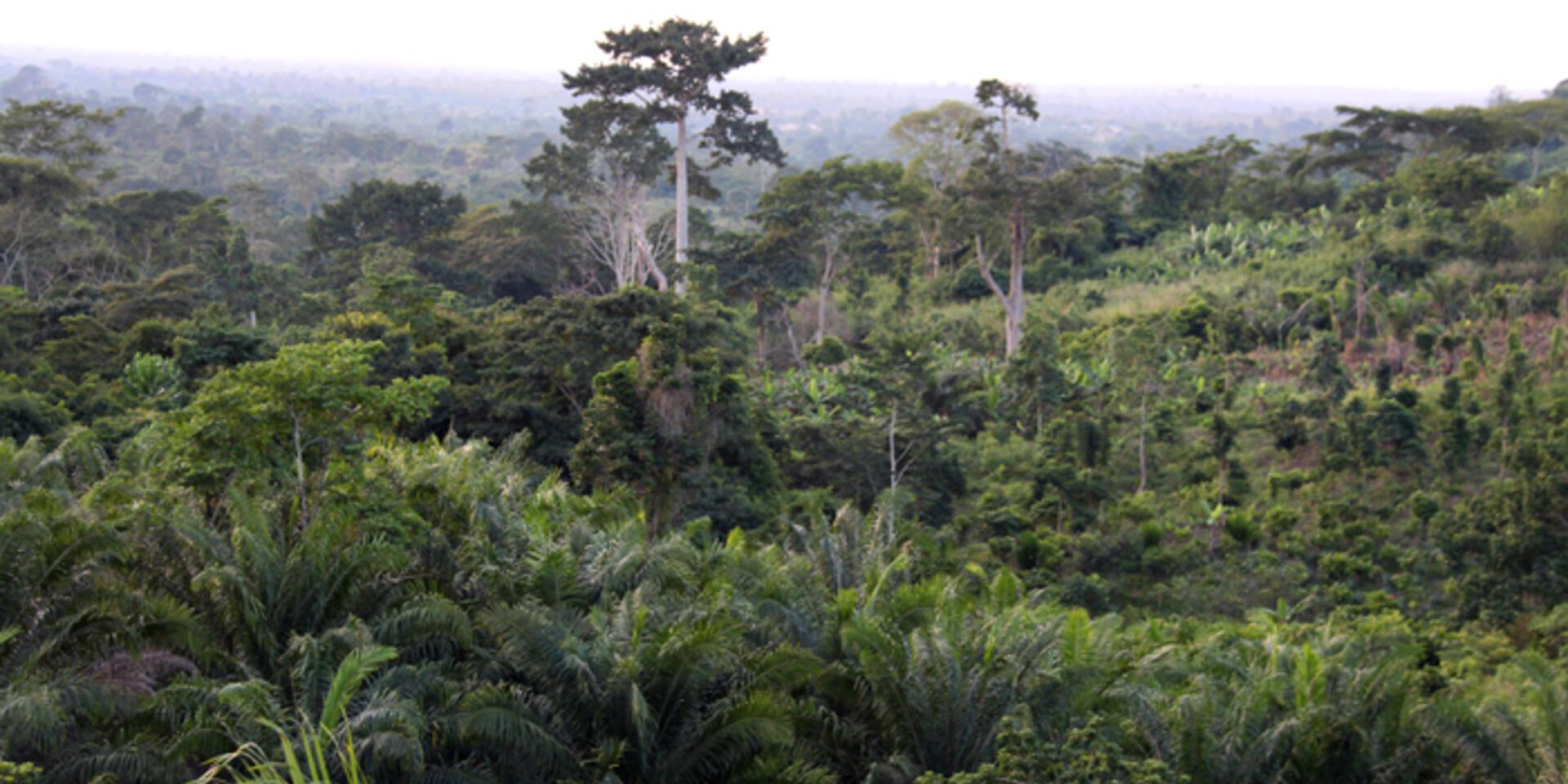 Problem-based learning to sustain future forests