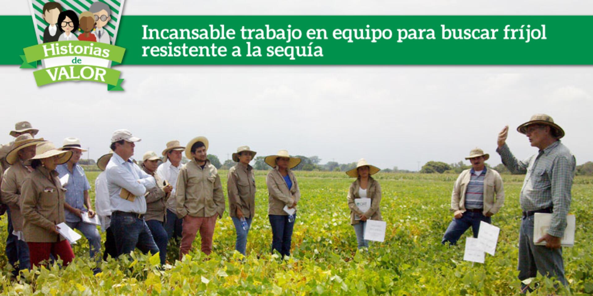 Incansable trabajo en equipo para buscar fr&iacute;jol resistente a la sequ&iacute;a