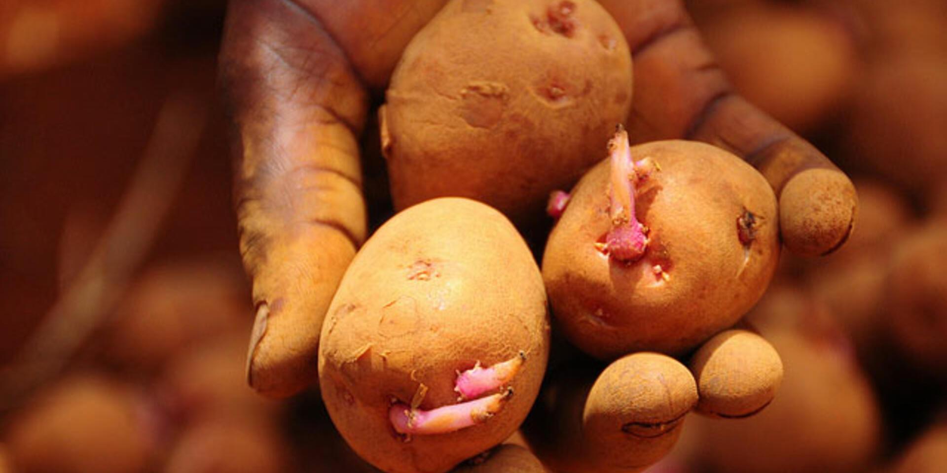 M. Ann Tutwiler writes about cultivating a healthy food system for Devex