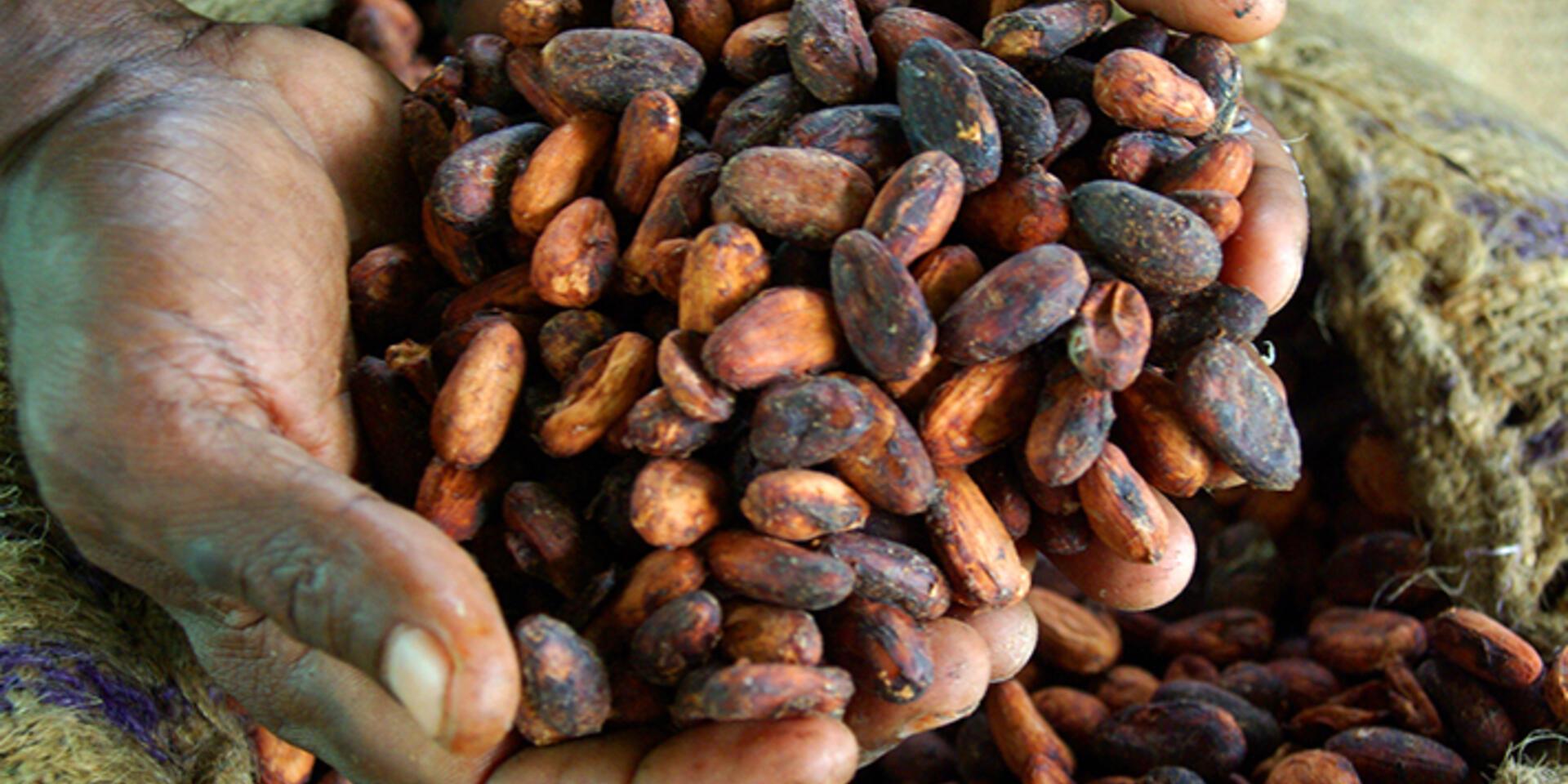 The 2019 International Cocoa Award winners!