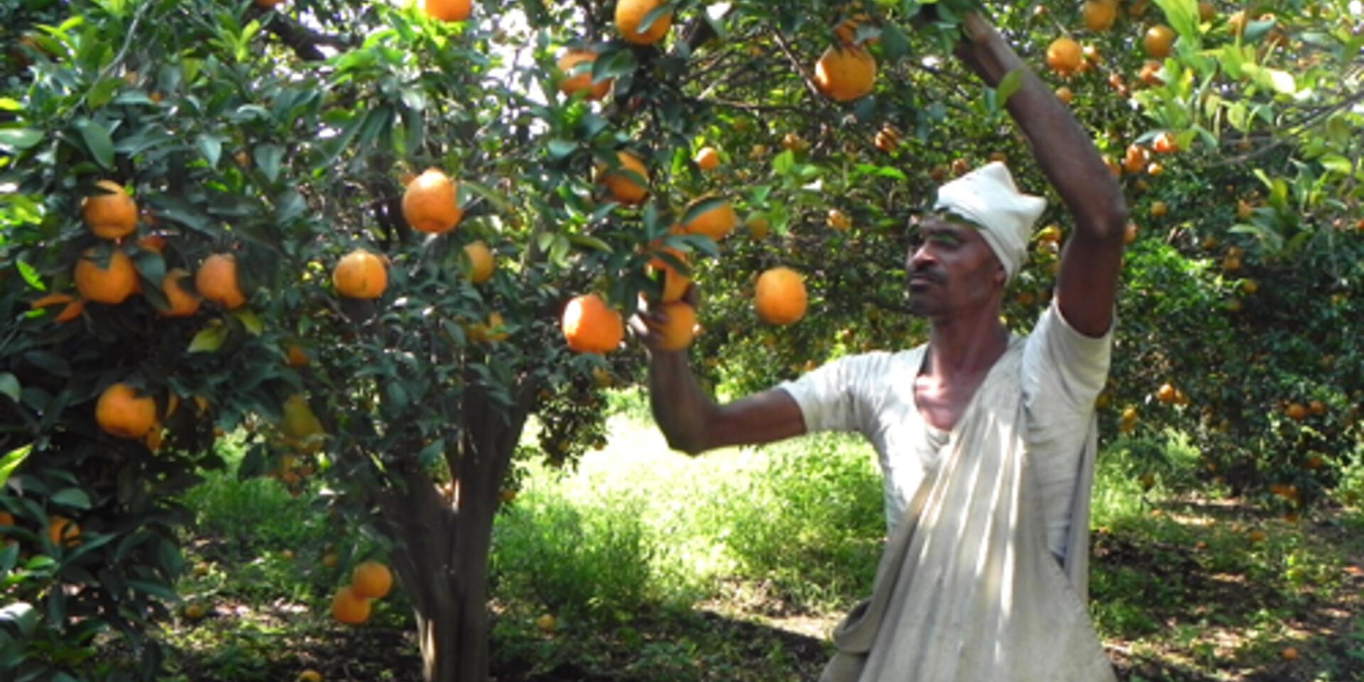 Fighting disease and still delicious &ndash; a citrus story from India